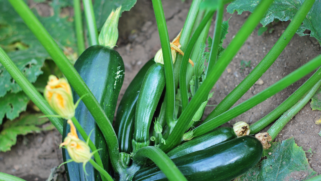 Courgette potager : semis, plantation et entretien