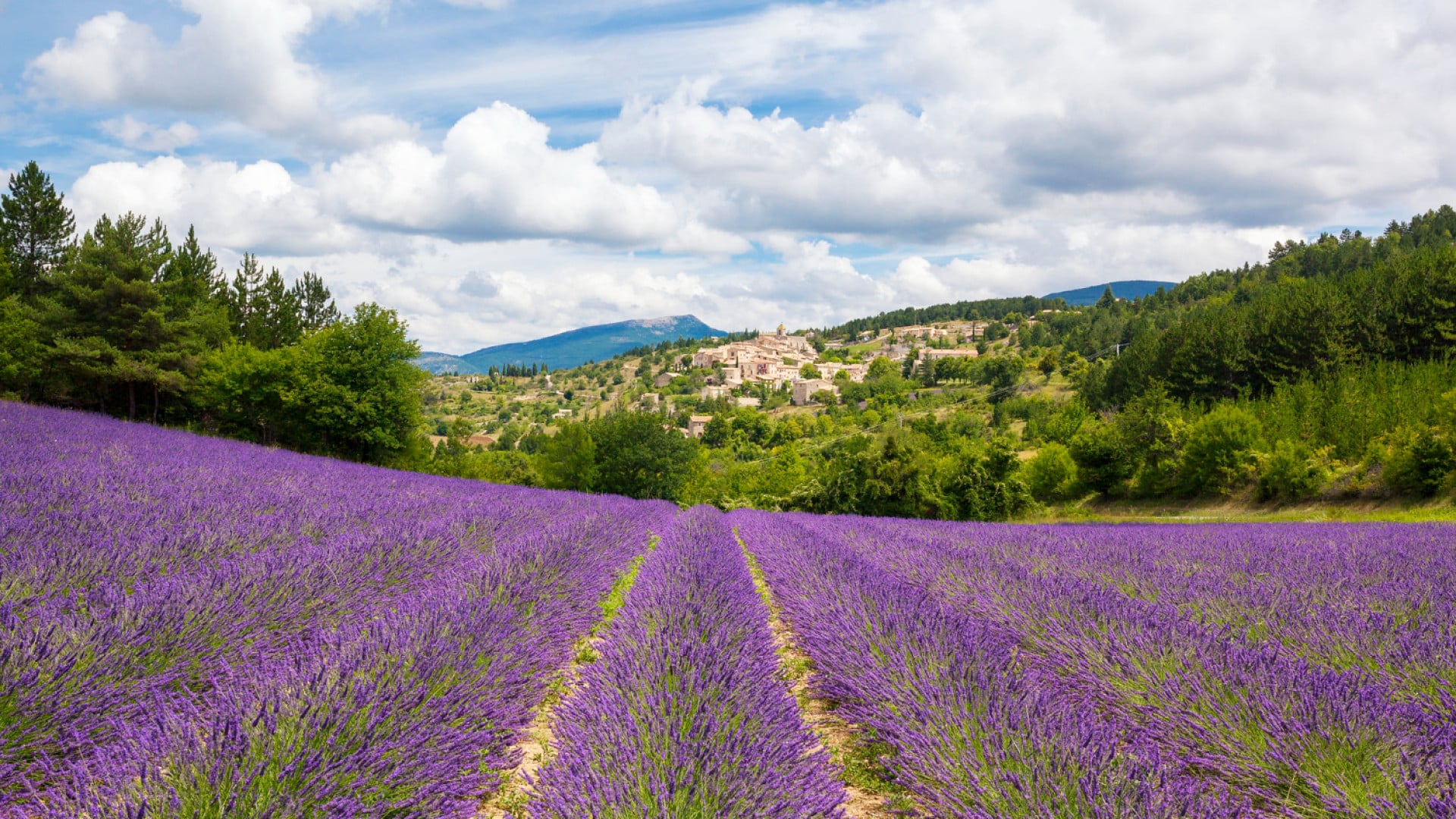 Provence : une destination idéale pour des vacances détente et découvertes